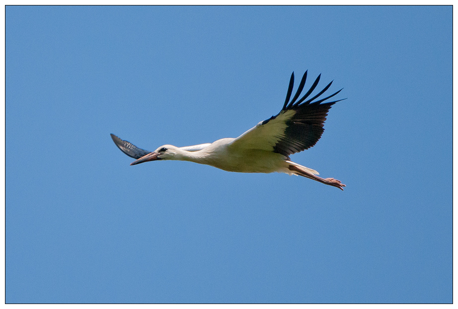 Storch0007.jpg
