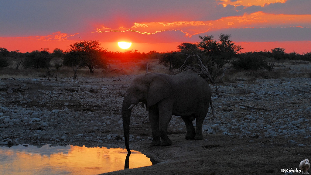 Ein Elefant trinkt am Wasserloch. Im Hintergrund geht die Sonne unter. Der Himmel verfärbt sich orangerot.