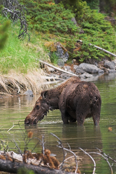 nff_moose01.jpg