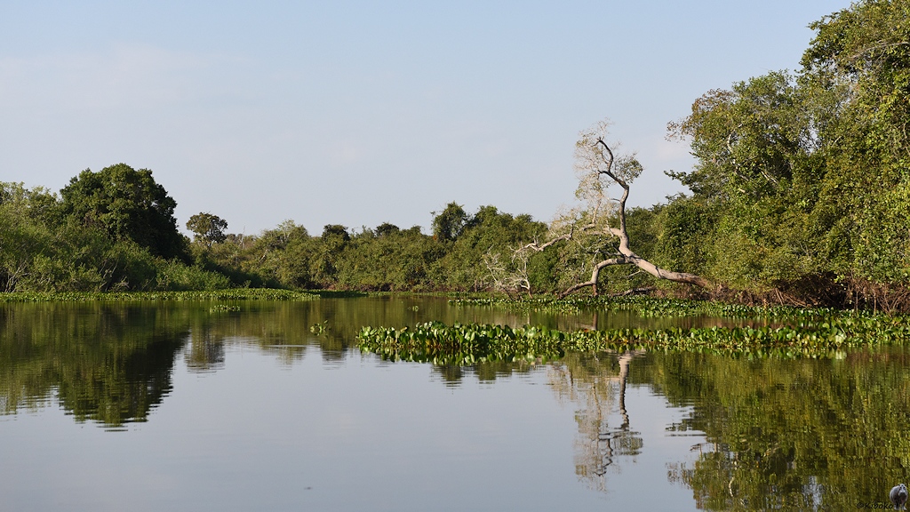Die Bäume spiegeln sich im Fluss