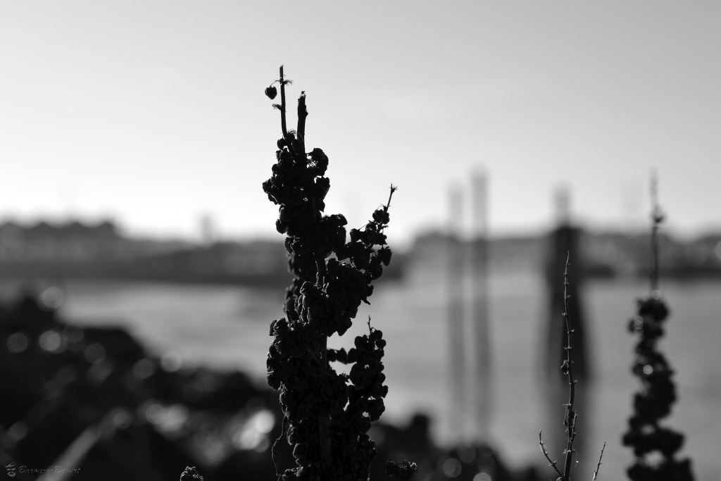 15388675069_d90434db20_b.jpg