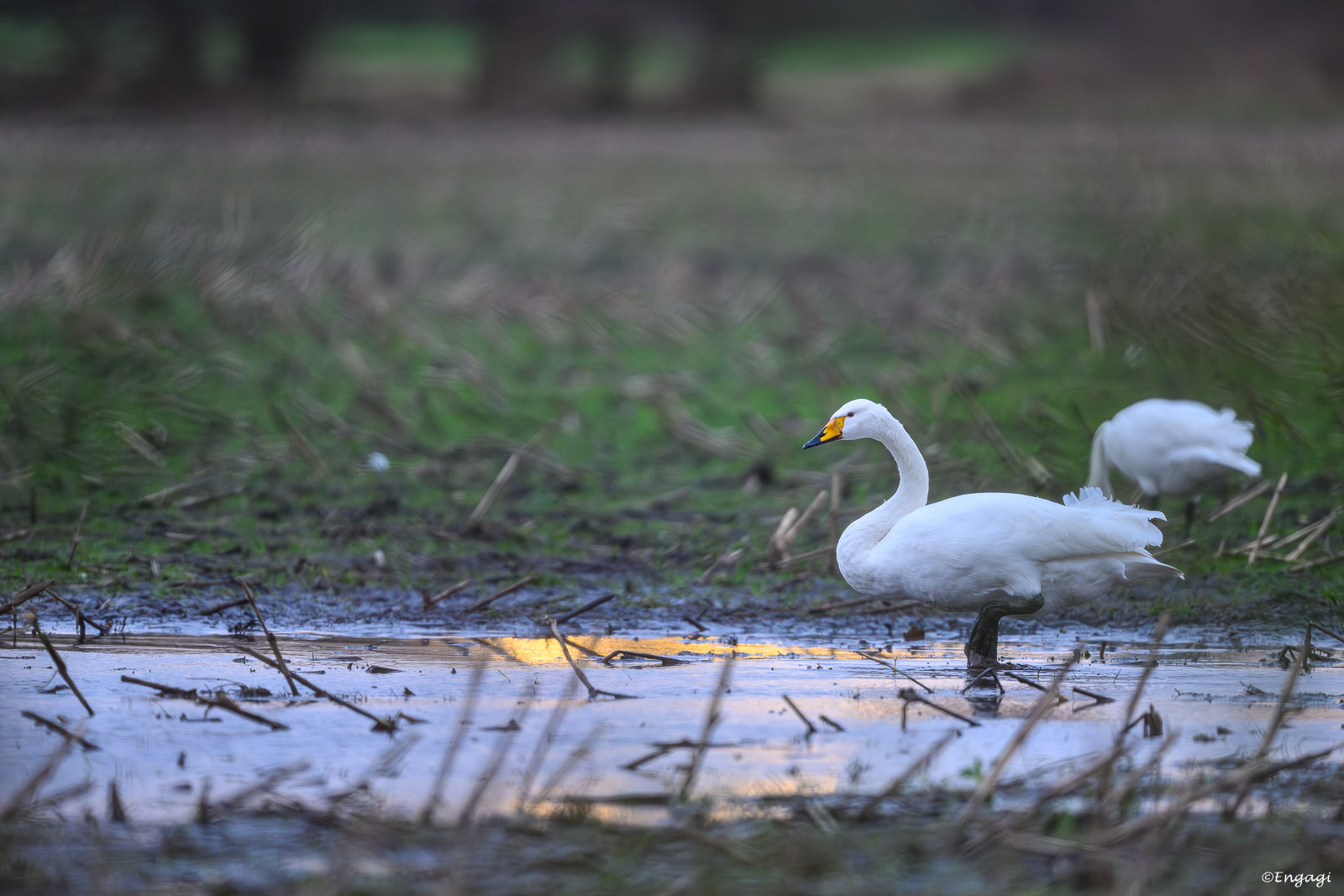 DSC_2145.jpg