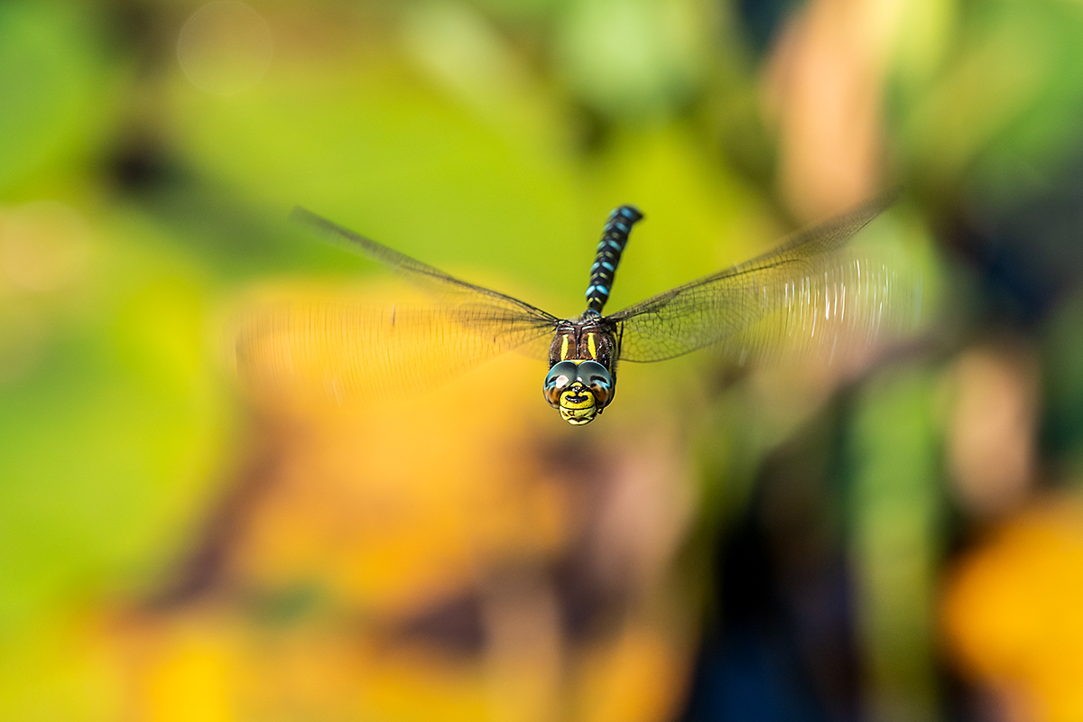 20180805_ND5_0320NF.jpg