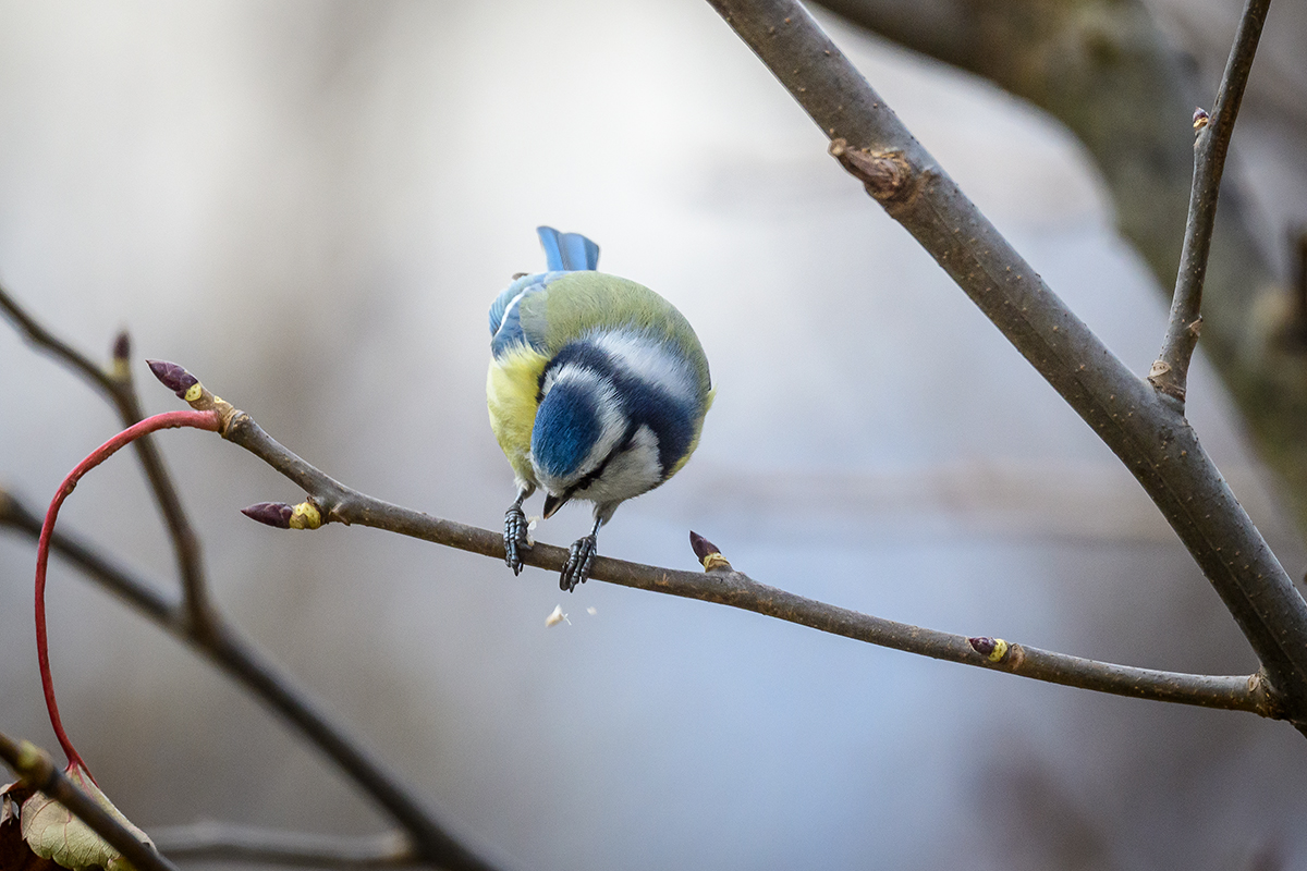 20201123_D500_2463NF.jpg