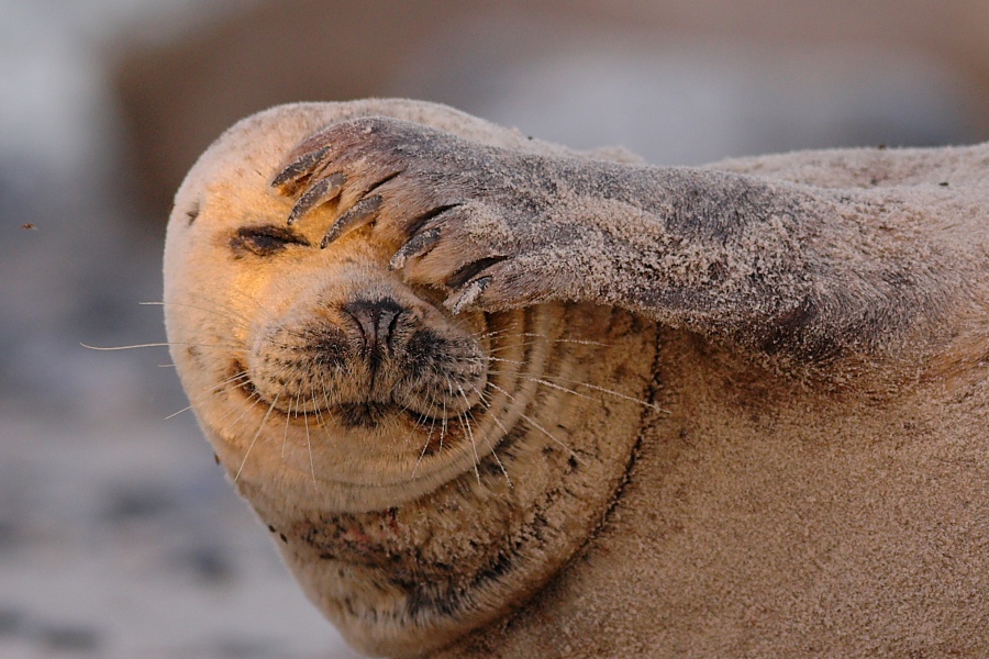 nff_helgoland_sh07.jpg