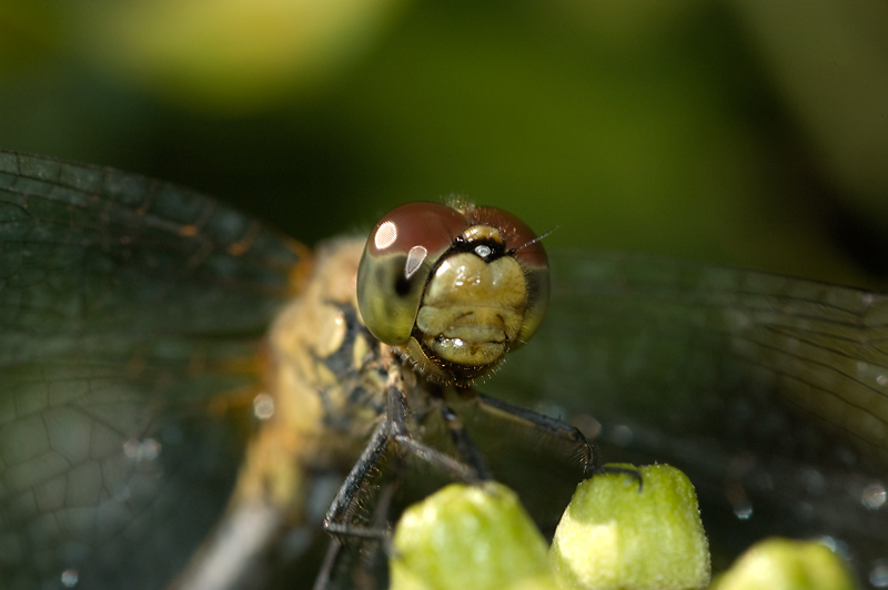 DSC_4866.jpg