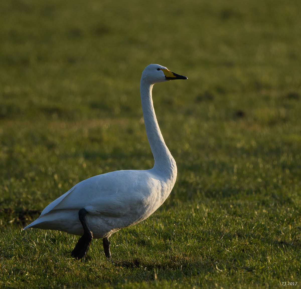 DSC_0527.jpg