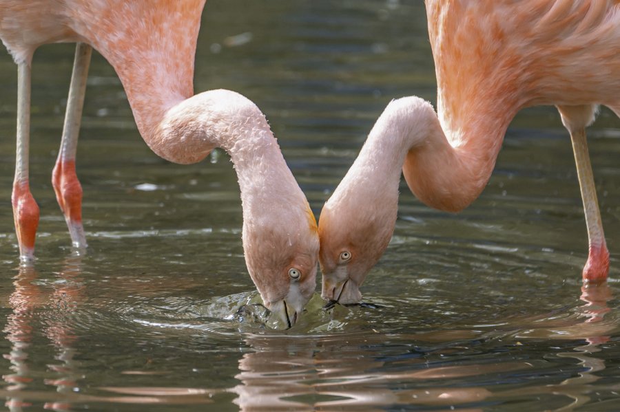 tierpark_haag23_12.jpg