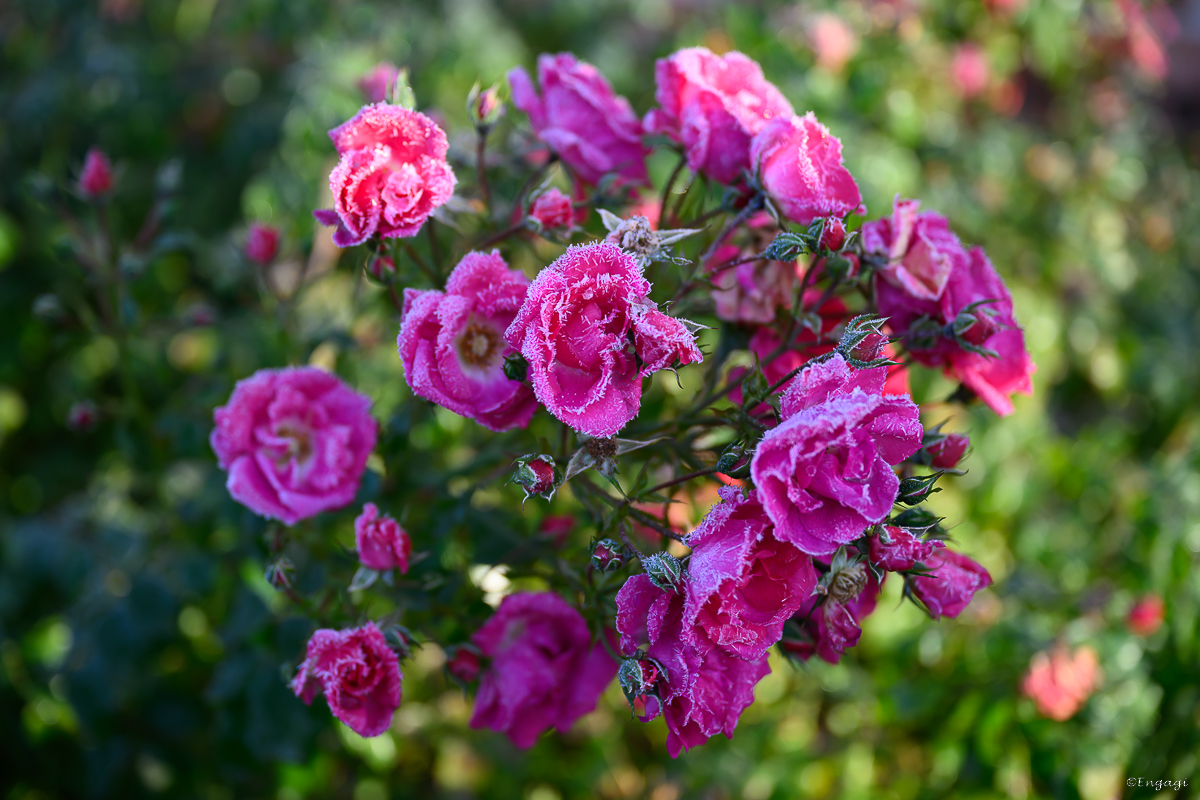 DSC_3619.jpg