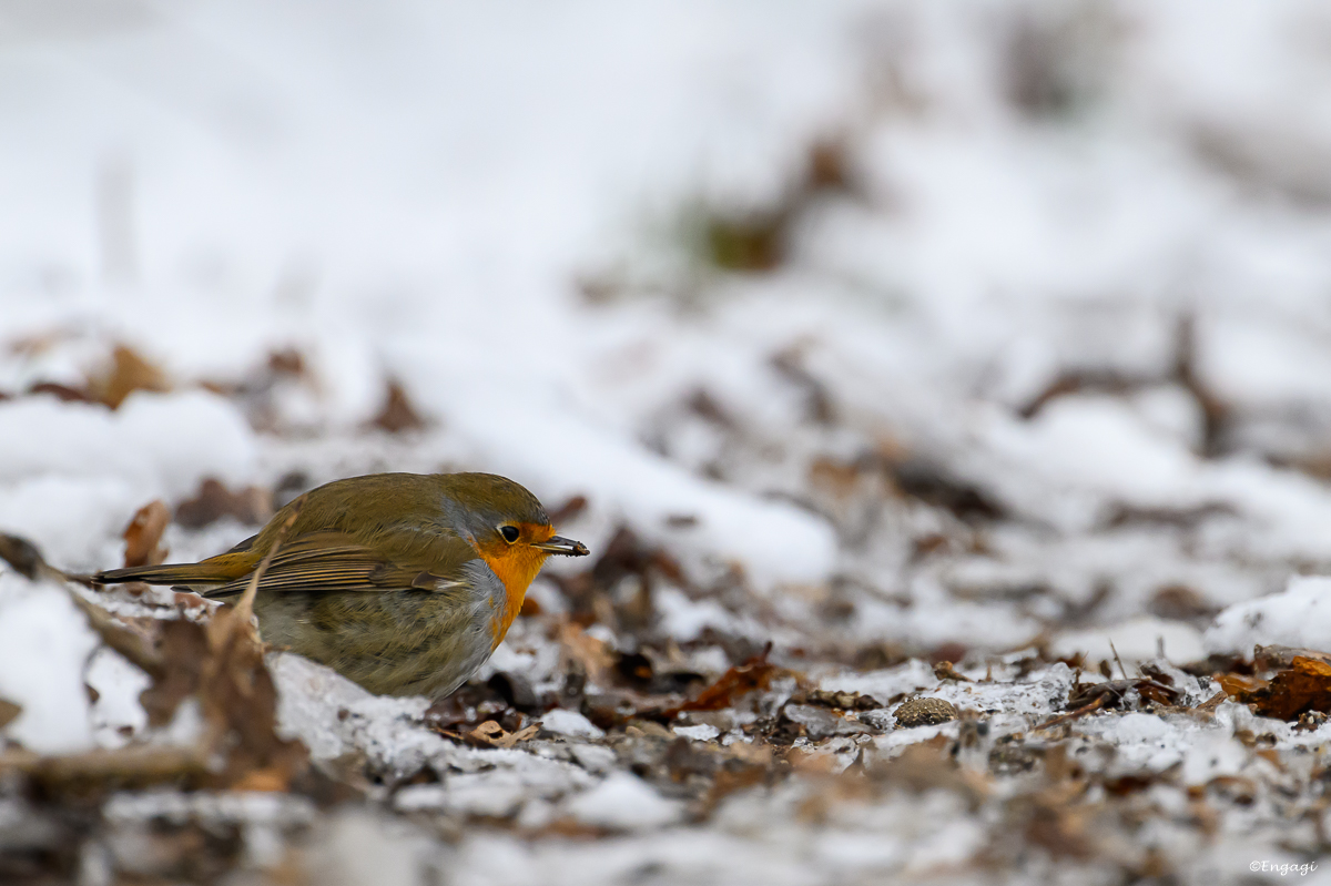 DSC_2308.jpg