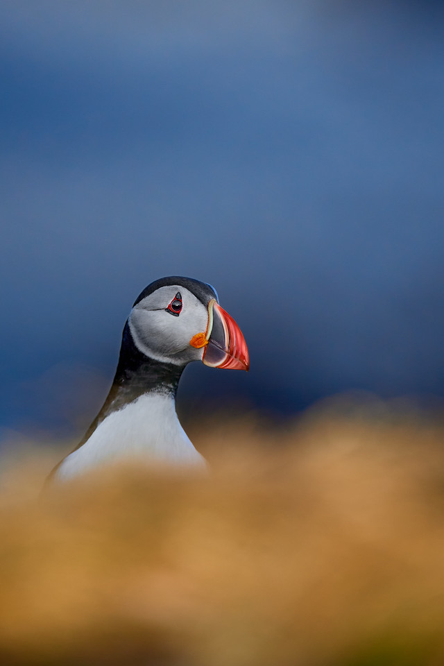 DSC_6503-X2.jpg
