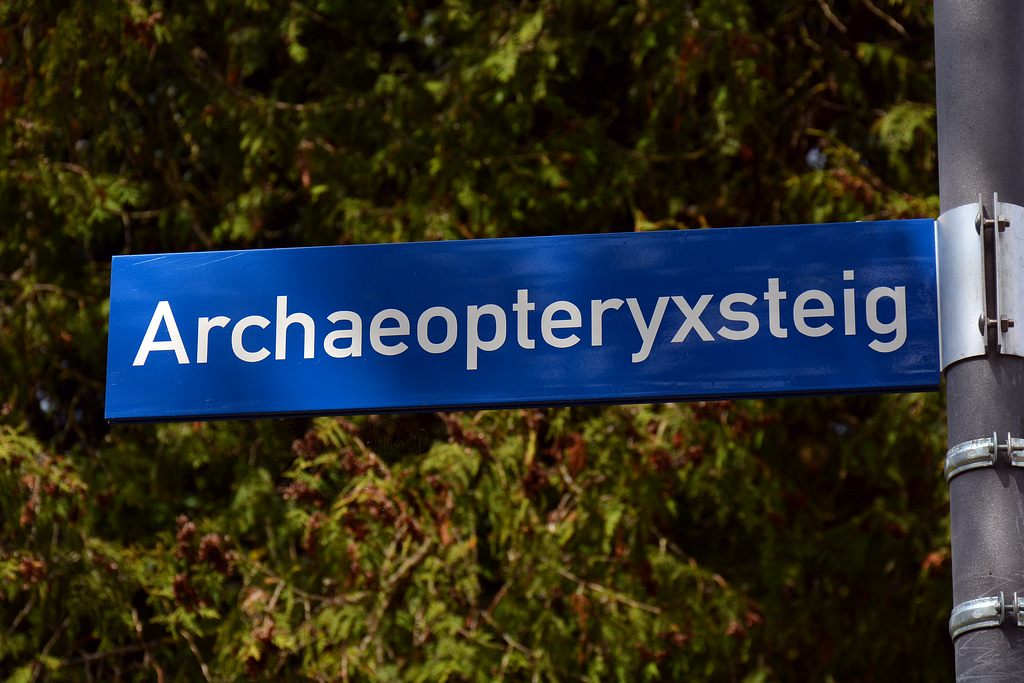 Archaeopterix.jpg