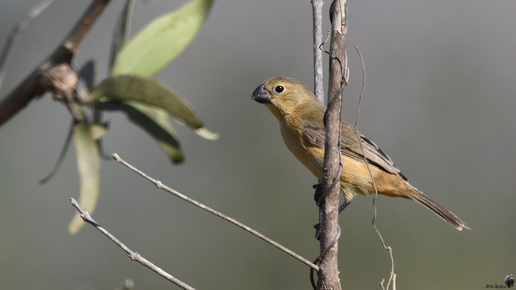 Kleiner beige-brauner Vogel mit kurzen, dicken Schanbel