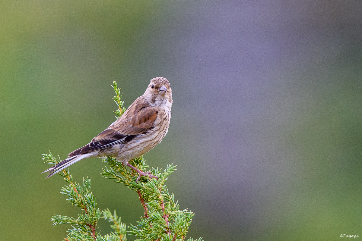 DSC_1418.jpg