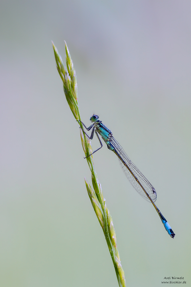 20160529_0136_PS_LAB_1000Px.jpg
