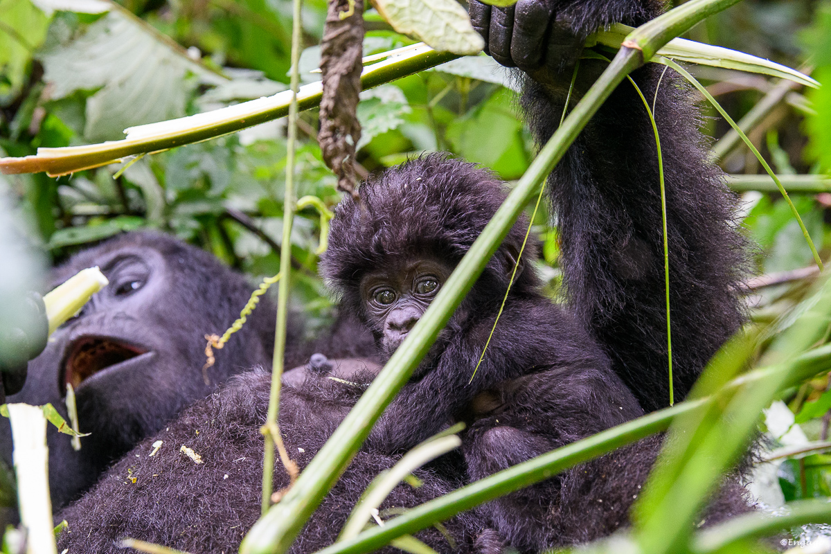 Uganda%201851.jpg