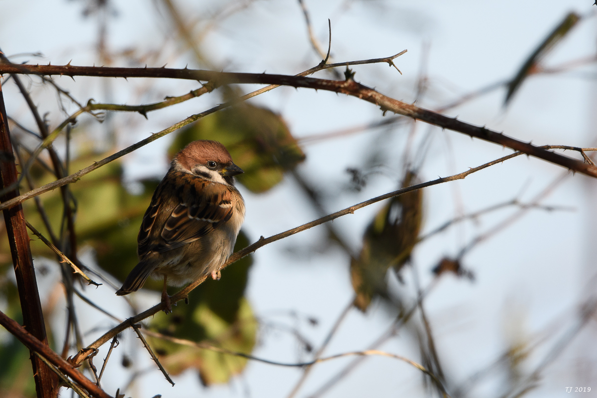 DSC_7110.jpg