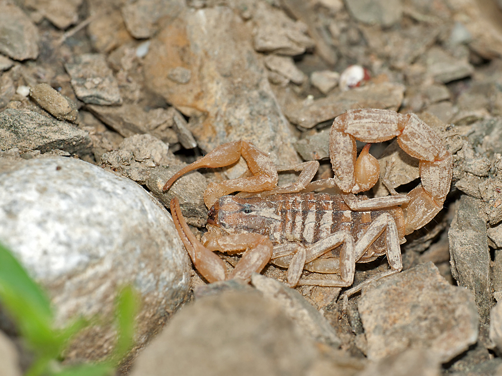 DSC_7081.jpg