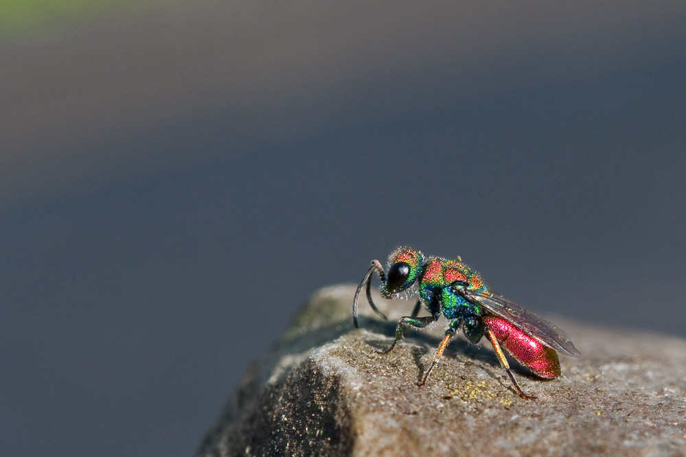 web_chrysis_hybrida4.jpg