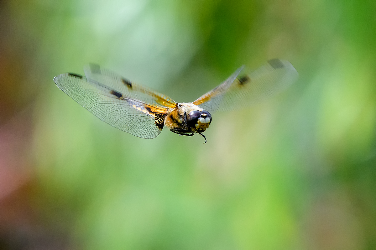 20180608_D500_0583NF.jpg