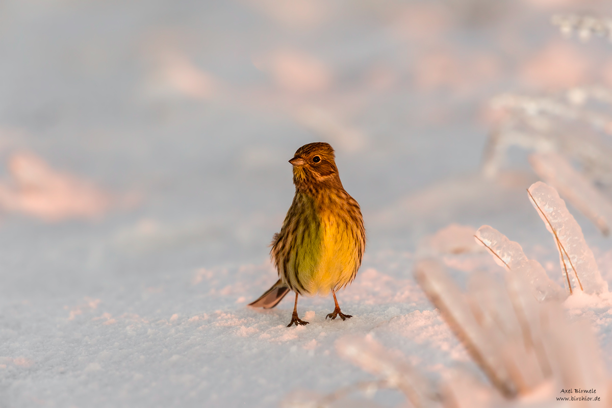 20160121_0031_PS_1200Px.jpg