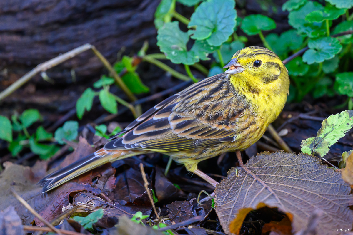 DSC_7260.jpg