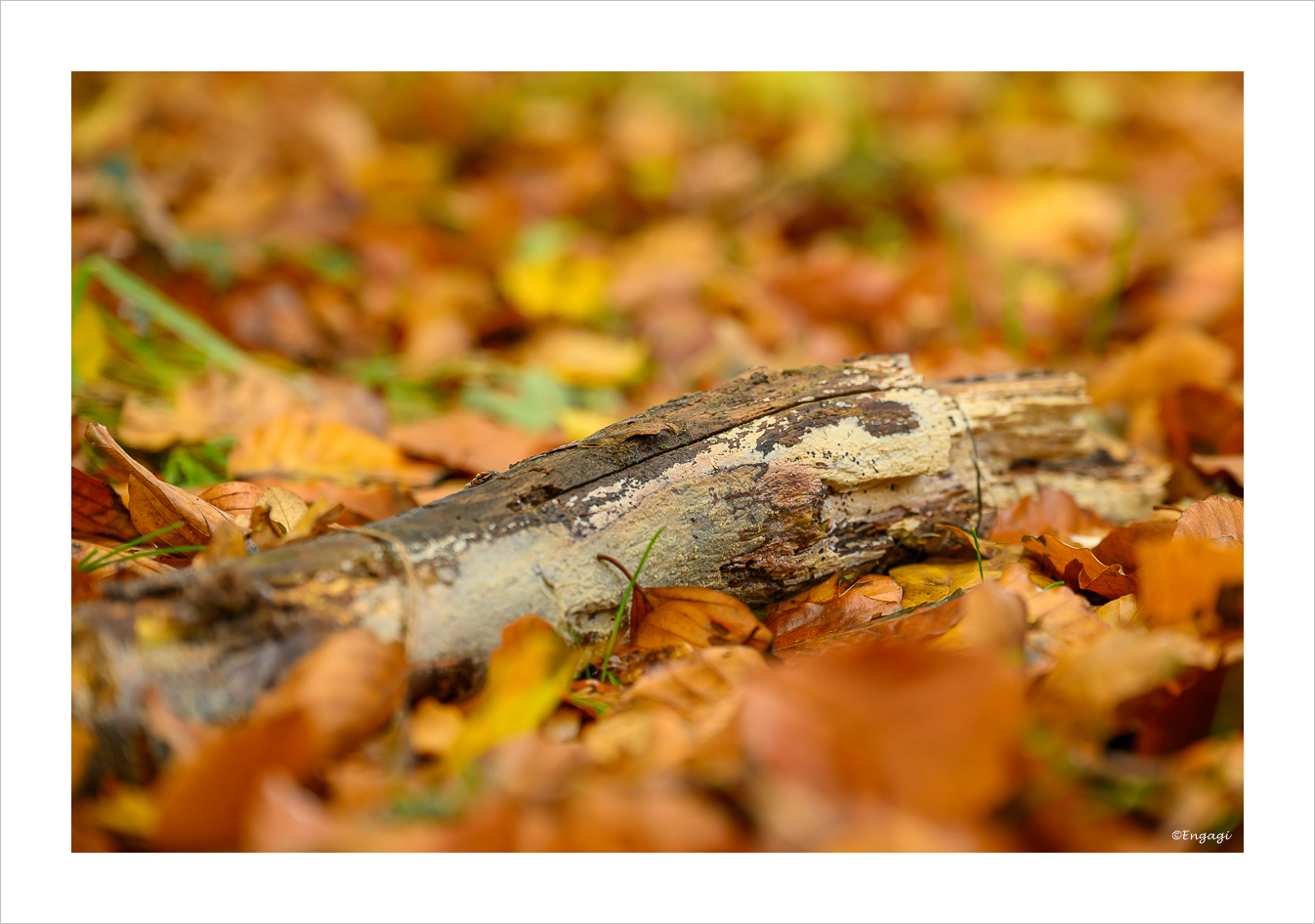 DSC_9411.jpg
