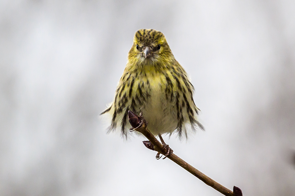 20201225_NZ6_2591NF.jpg