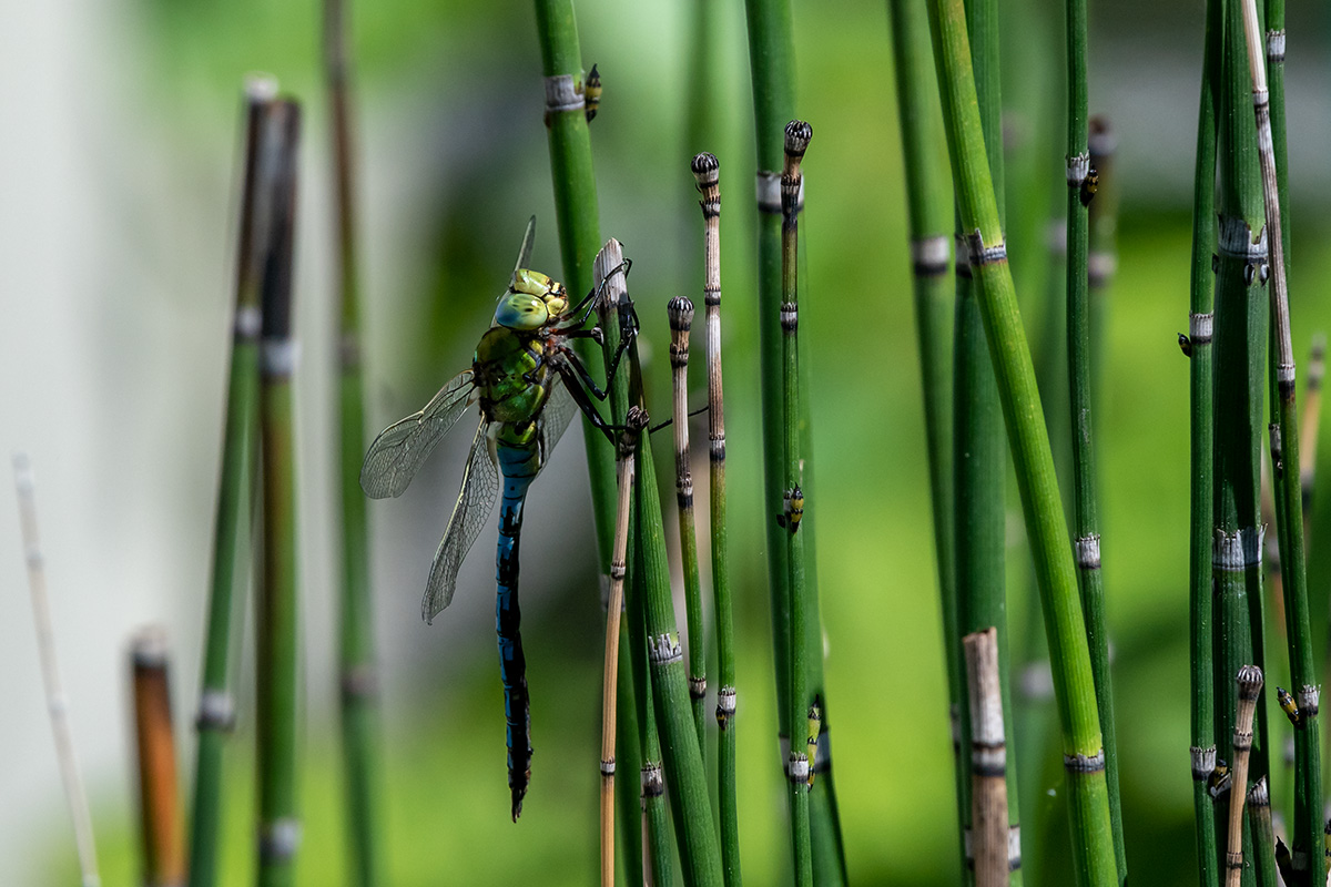 20180526_D500_4940NF.jpg