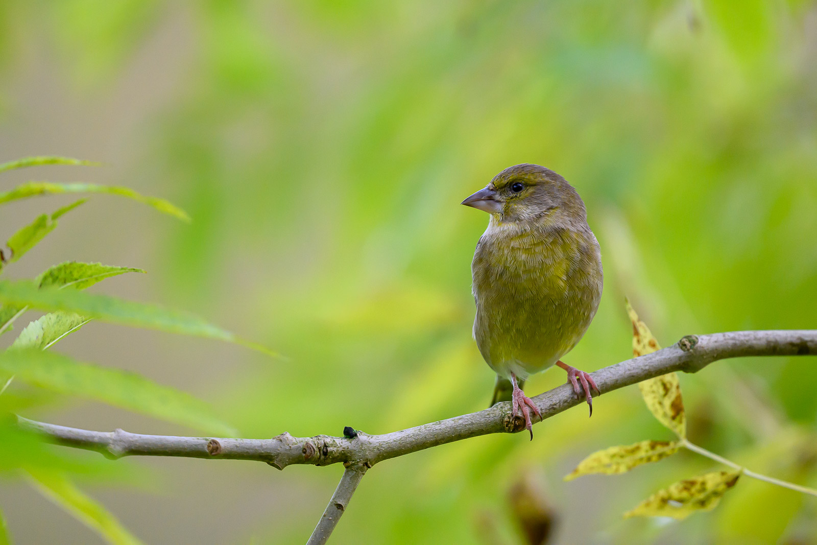 DSC_4118.jpg