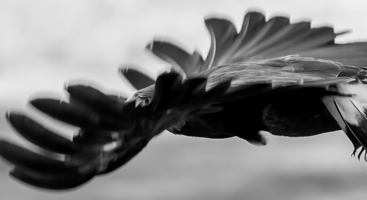 36869338530_b4dc41963f_o.jpg