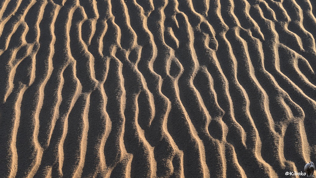 Das Bild zeigt eine Detailaufnahme der Riffeln im Sand. Die Vertikalen Wellen haben auch Abzweige oder Einschlüsse. Feine Krabbelspuren führen über die Wellenkämme.