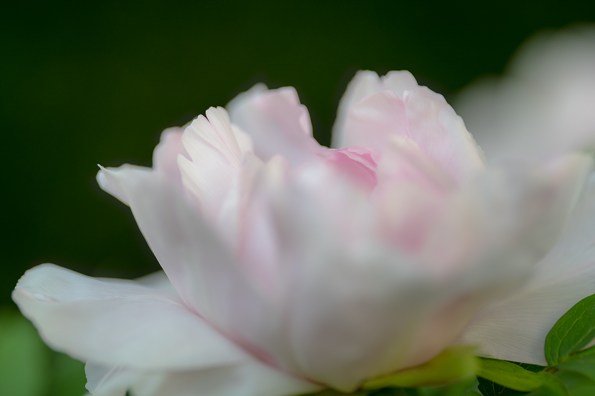 20180429_D850_2513NF.jpg