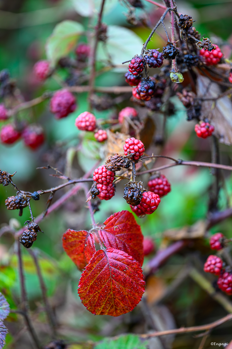 DSC_2126.jpg
