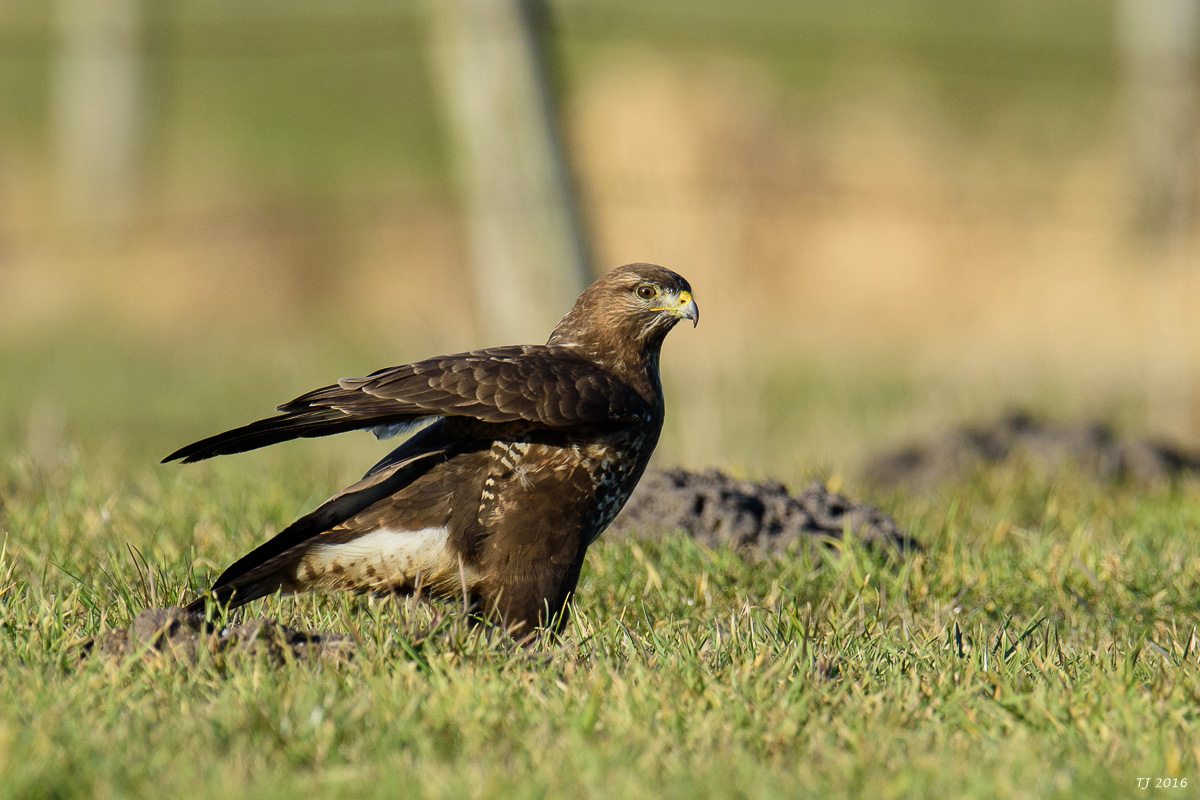 DSC_3477.jpg