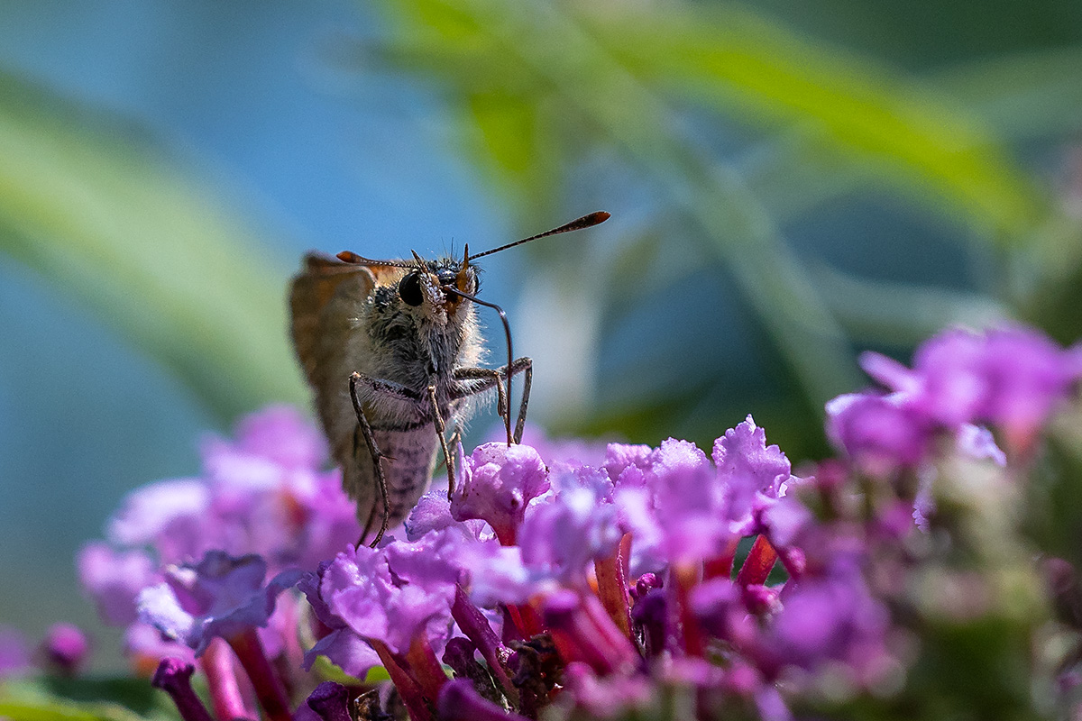 20180702_D500_0050vNF.jpg