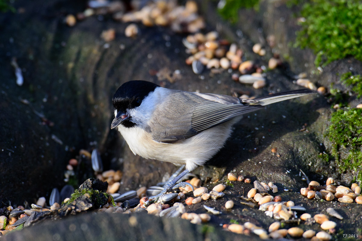 DSC_1261.jpg