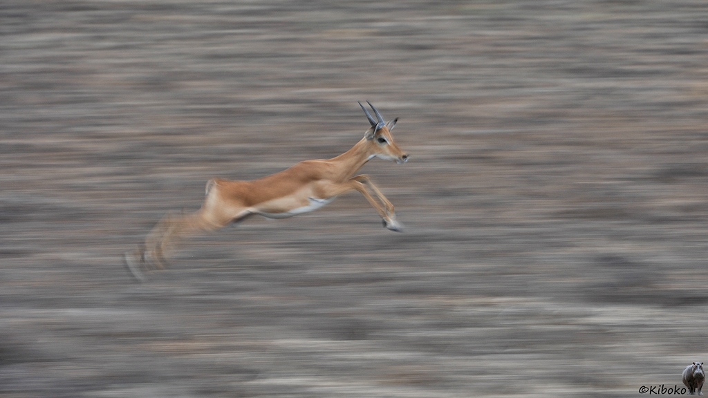 Mitzieher einer braunen Antilope im Sprung.