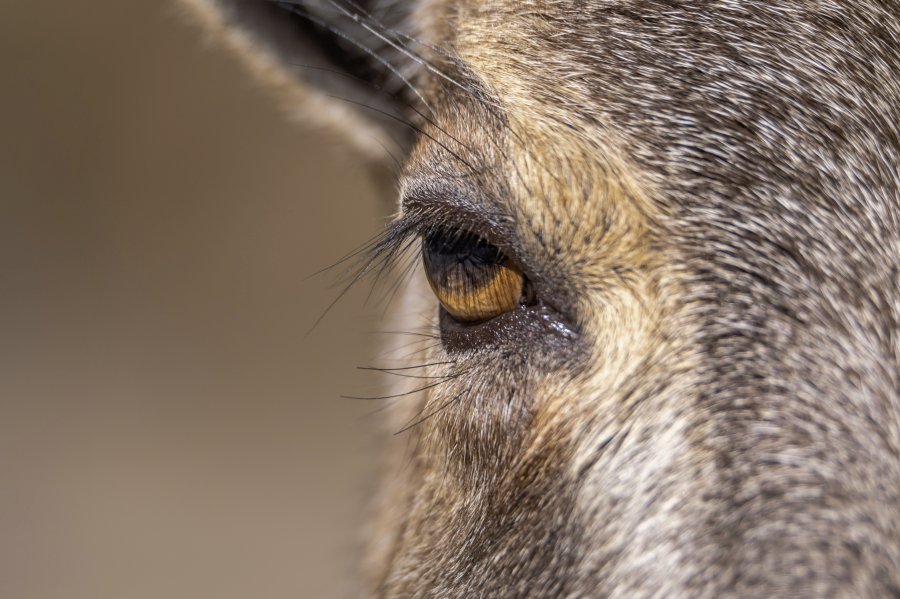tierpark_haag23_25.jpg