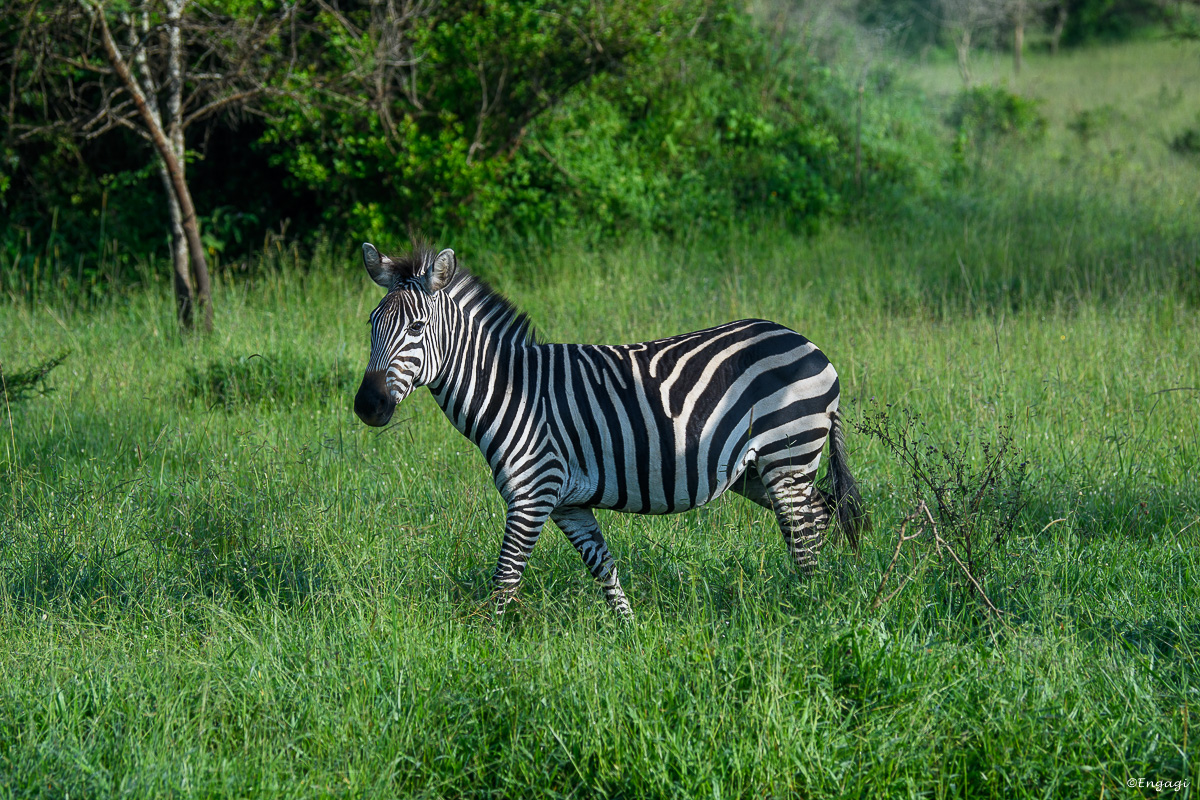 Uganda%202575.jpg