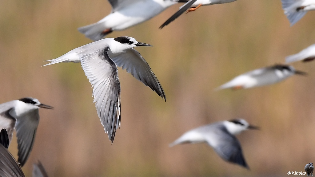 Das Bild zeigt einen weißen Vogel mit grauen Flügeln und schwarzn Felck hinter den Augen im Flug. Weitere Vögel der selben Art sind Unscharf drumherum abgebildet, bzw. angeschnitten.