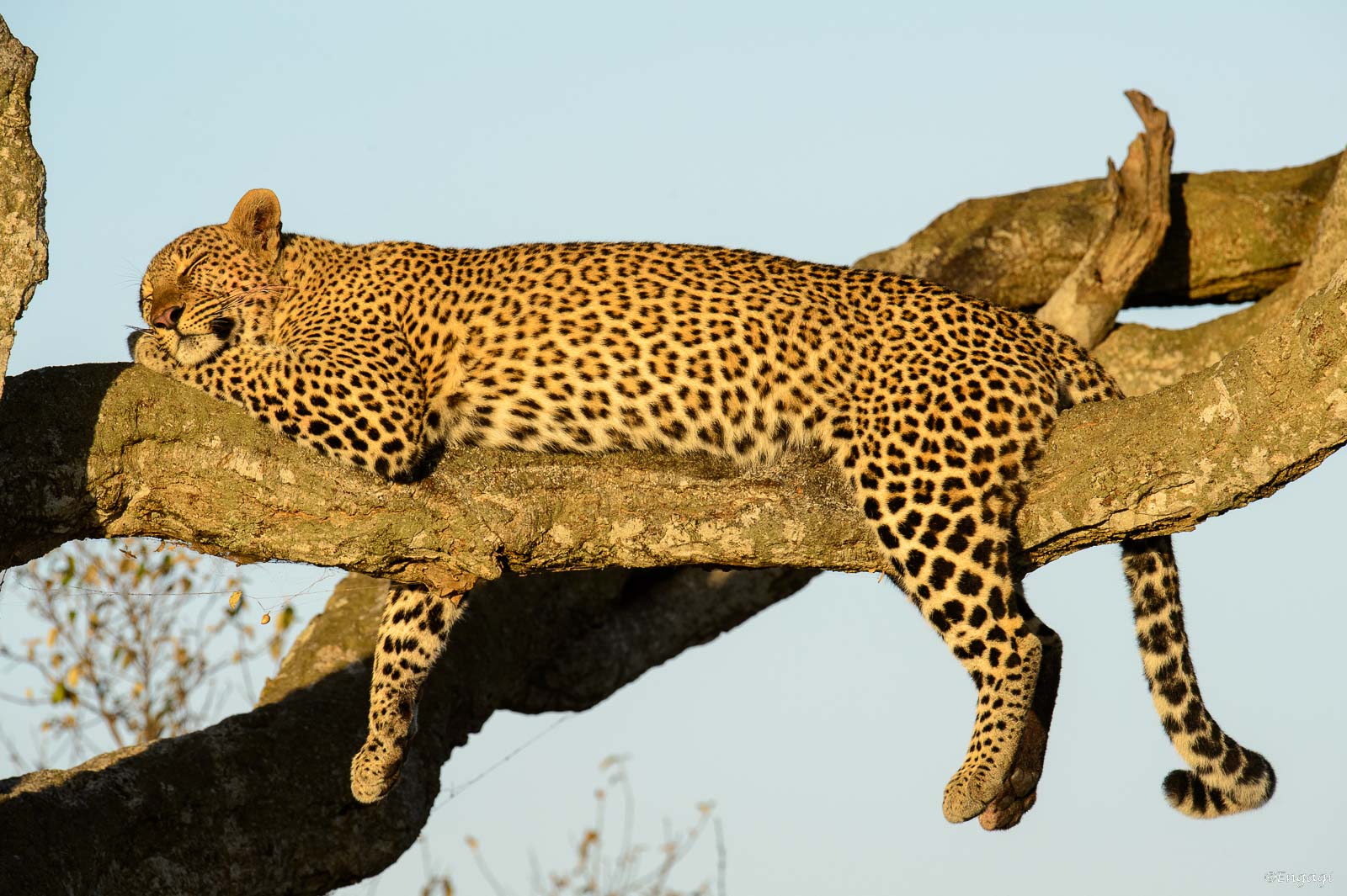 Leopard 763.jpg