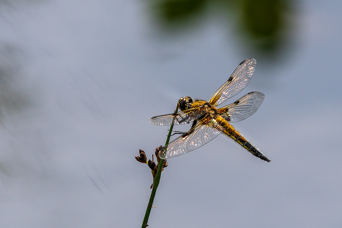 20180507_D500_1441NF.jpg