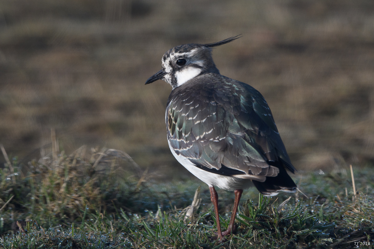 DSC_4582.jpg
