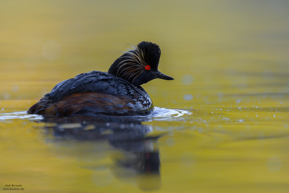 20150516_0453_PS_1200Px.jpg