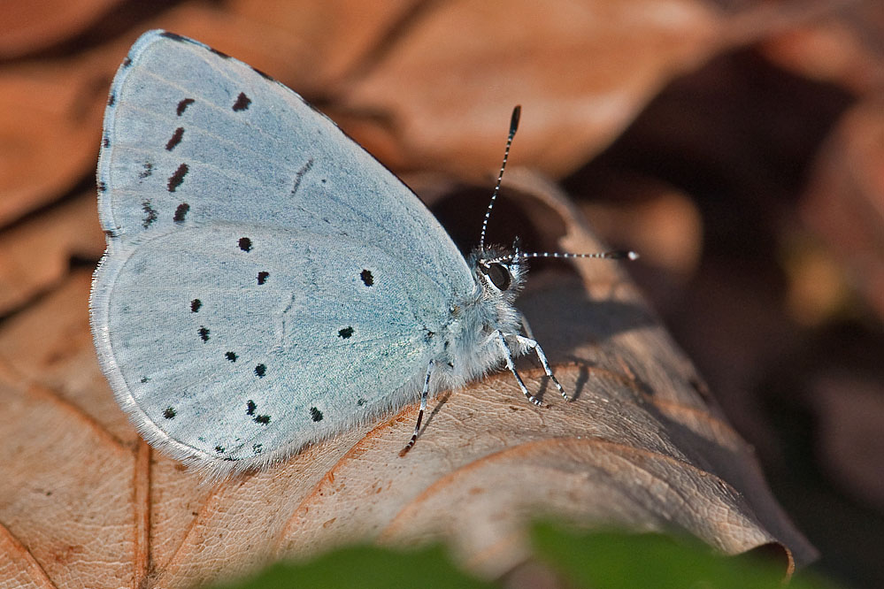 celastrina.jpg