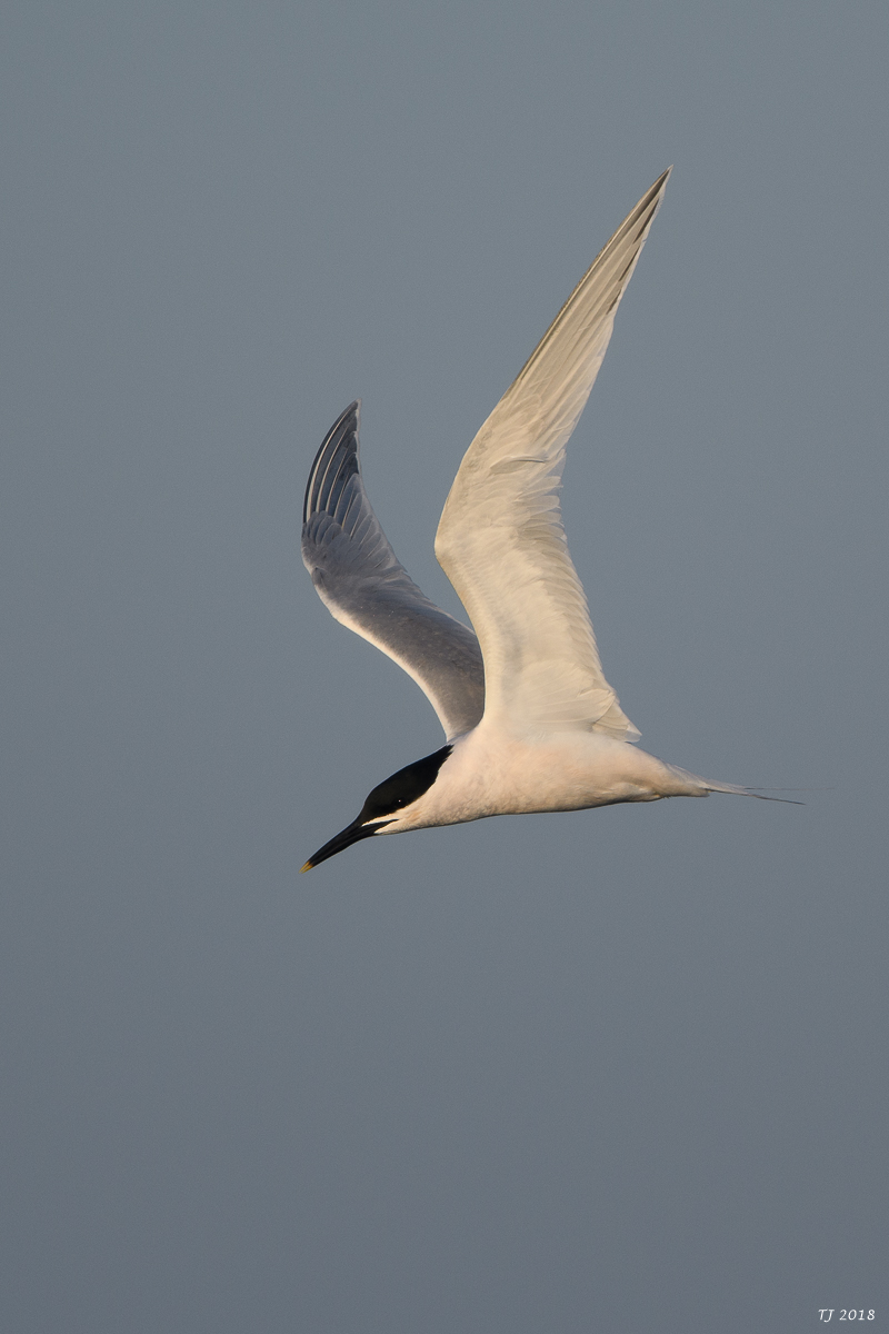 DSC_4296.jpg