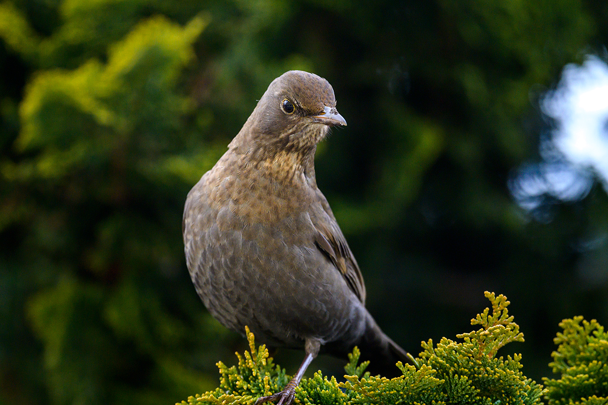20210123_NZ7_2213NF.jpg
