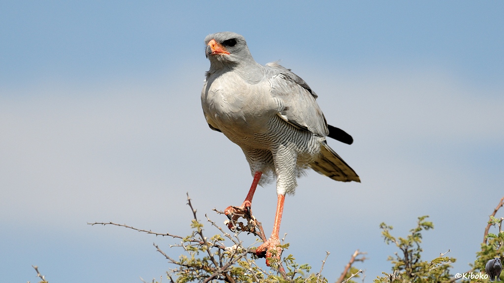 Ein grauer Raubvogel mit orangenen Beinen und orange-schwarzer Hakenschnabel sitzt auf einer Baumkrone.