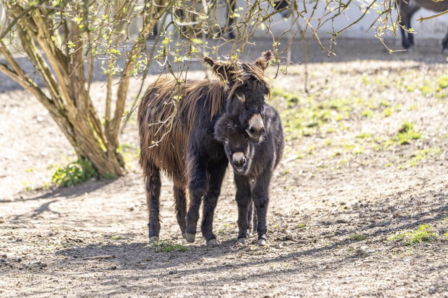 tierpark_haag23_30.jpg